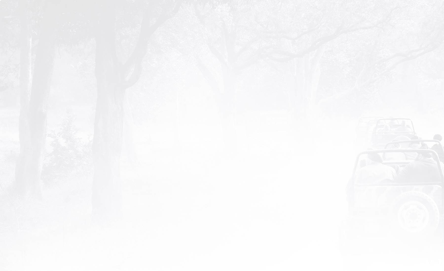 white image bg